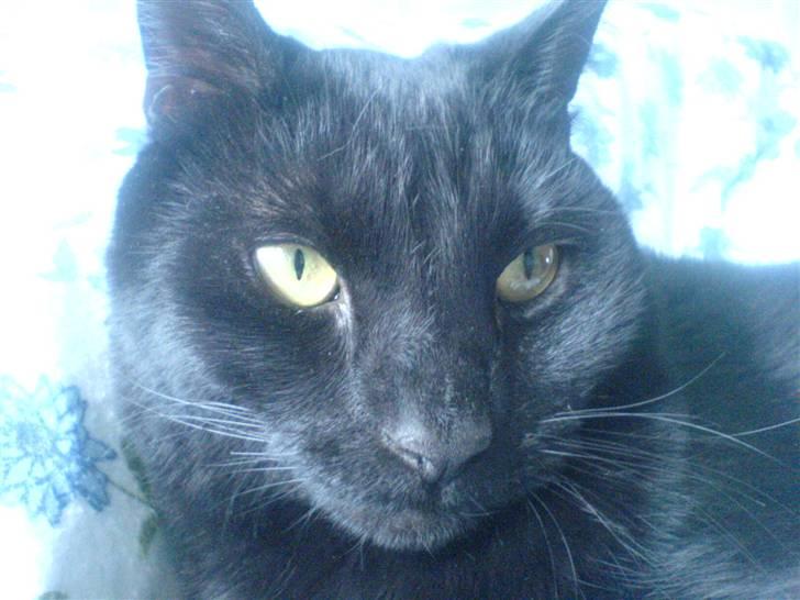 Huskat mio billede 9