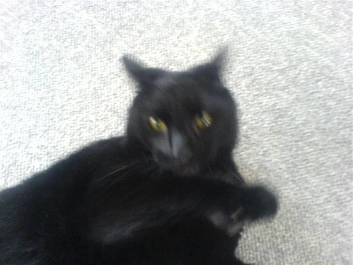 Huskat mio billede 10