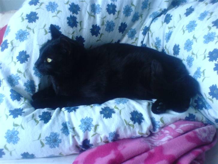 Huskat mio billede 12