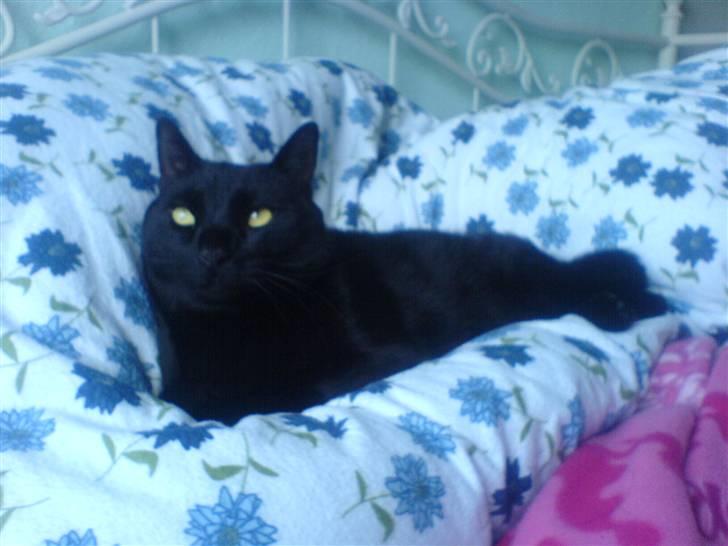 Huskat mio billede 13