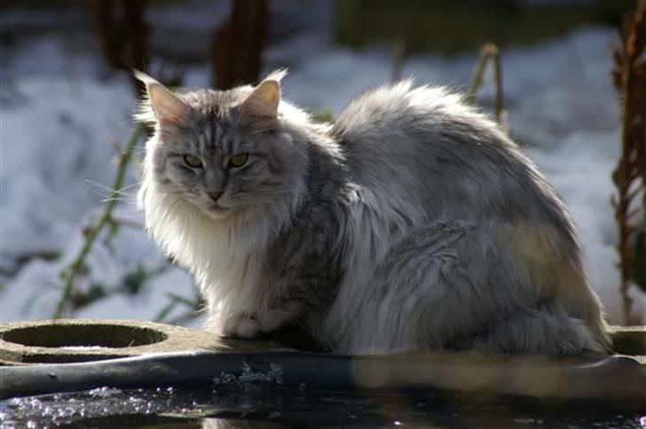 Maine Coon Mountaineer's Rianna billede 13