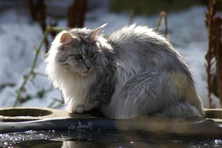 Maine Coon Mountaineer's Rianna billede 14