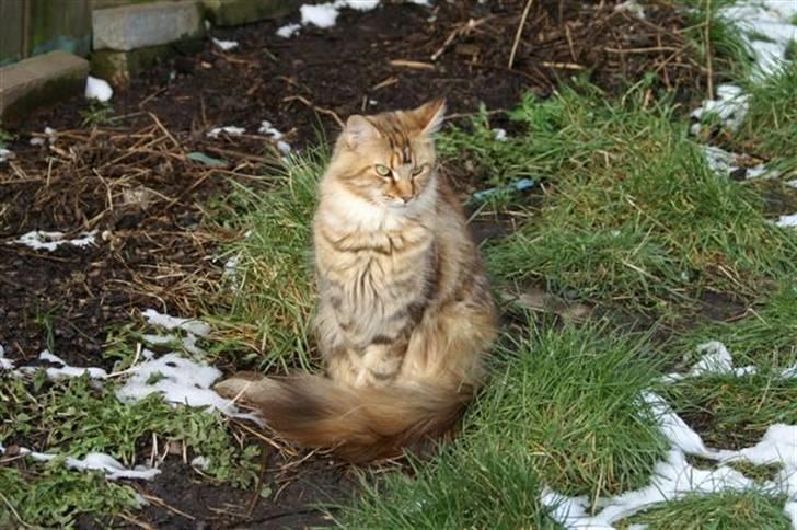 Maine Coon Sahara Silvi-Cola billede 15
