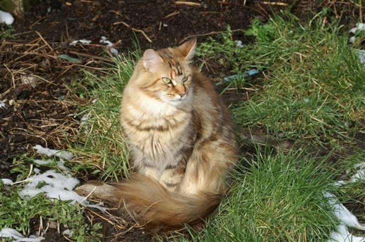 Maine Coon Sahara Silvi-Cola billede 16