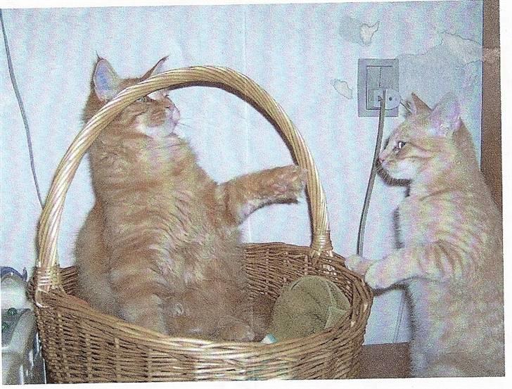 Maine Coon Ivalde - Nej, det er min kurv billede 12