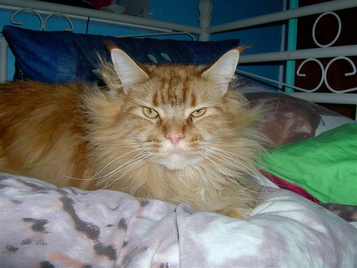 Maine Coon Ivalde - ska du forstyrre? billede 13