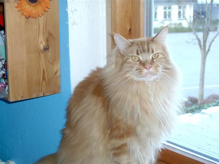 Maine Coon Ivalde - se billede 14