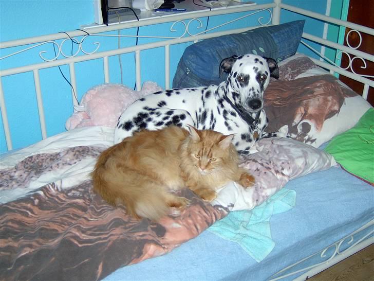 Maine Coon Ivalde - Stor kat? billede 15