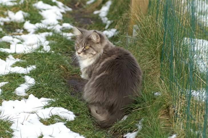 Maine Coon Flying Stars Blue Dream - I haven 23-03-08 billede 11