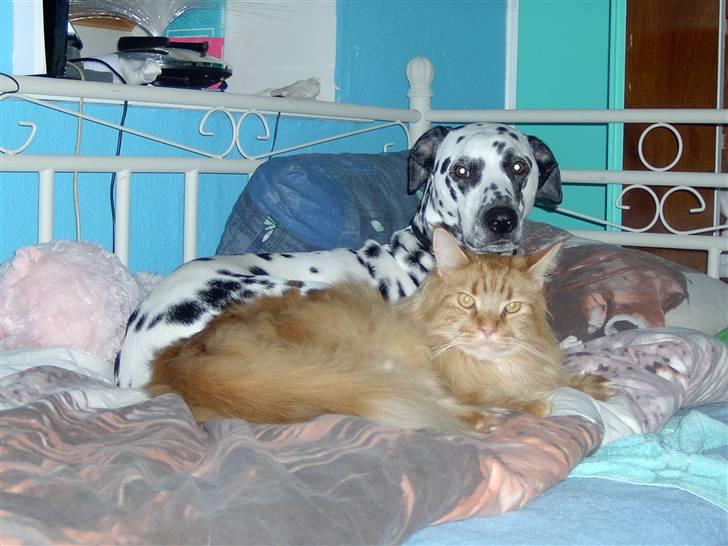 Maine Coon Ivalde - Eller lille hund? billede 16