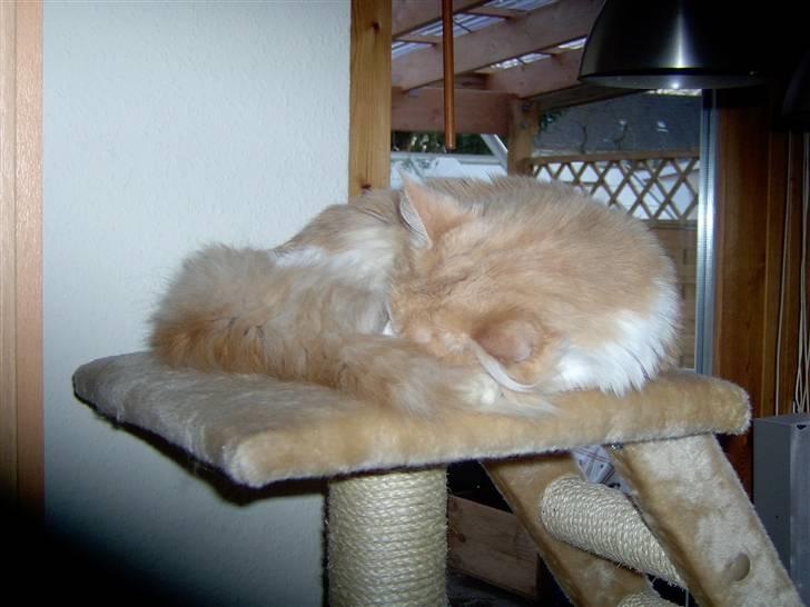 Maine Coon Garfield - Sovetid billede 9