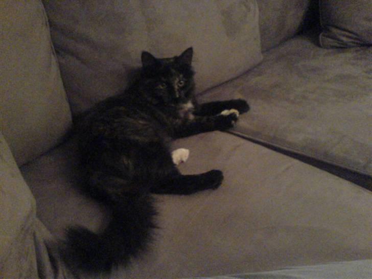 Maine Coon Betty billede 1