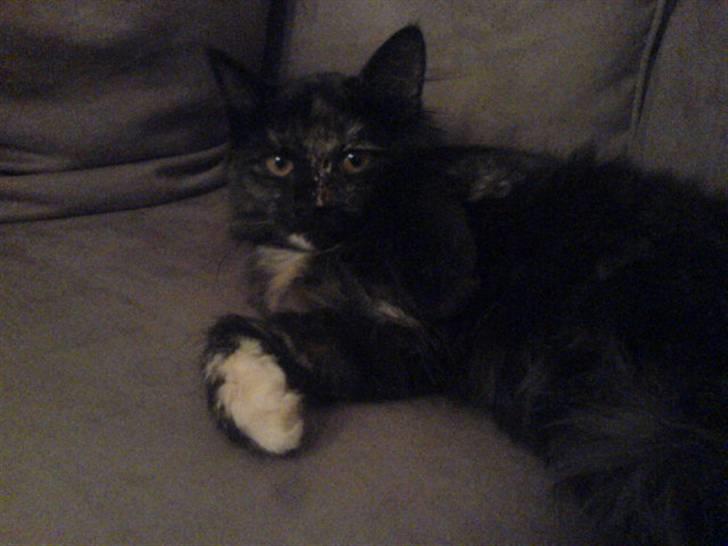 Maine Coon Betty billede 2