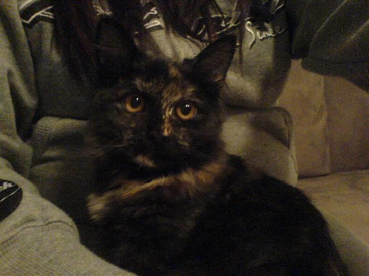 Maine Coon Betty billede 3