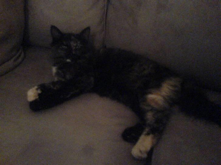 Maine Coon Betty billede 4