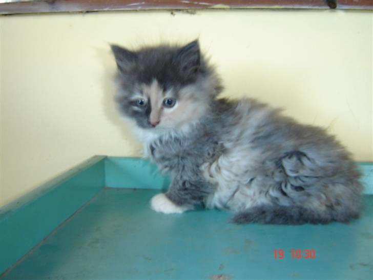 Norsk Skovkat Mini billede 4