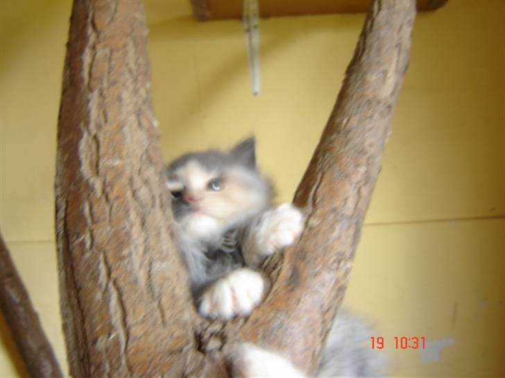 Norsk Skovkat Mini - Jeg er en rigtig lille vild basse.. (: billede 5