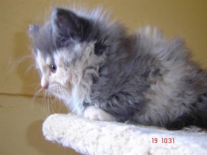 Norsk Skovkat Mini billede 6