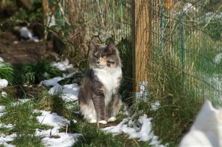 Maine Coon Efia billede 1