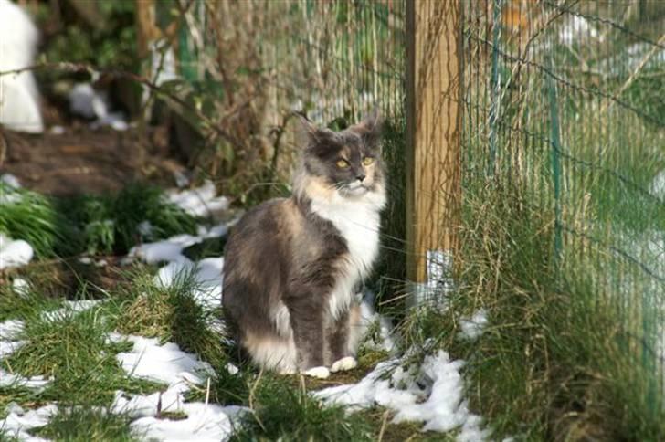 Maine Coon Efia billede 2