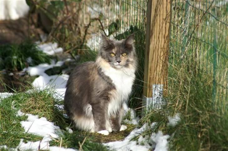 Maine Coon Efia billede 3