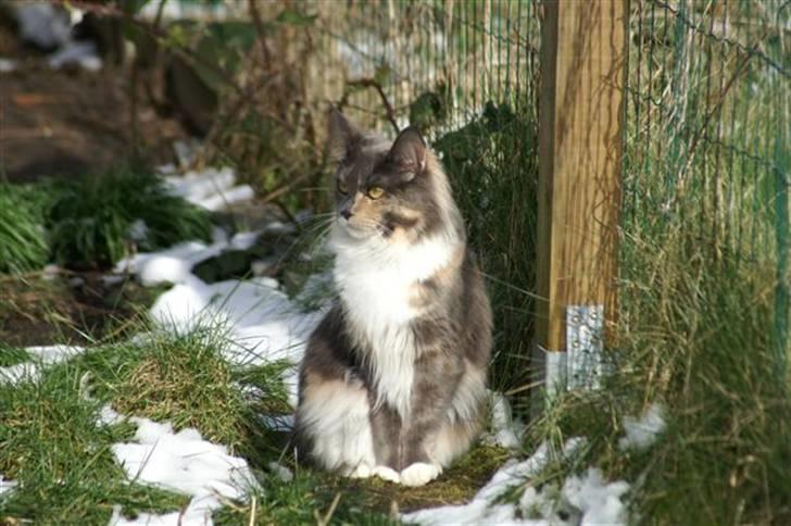 Maine Coon Efia billede 4
