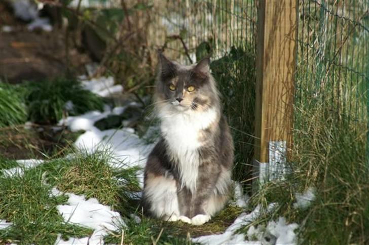 Maine Coon Efia billede 5
