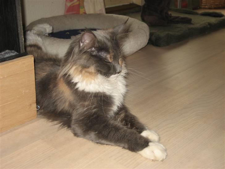 Maine Coon Efia billede 6