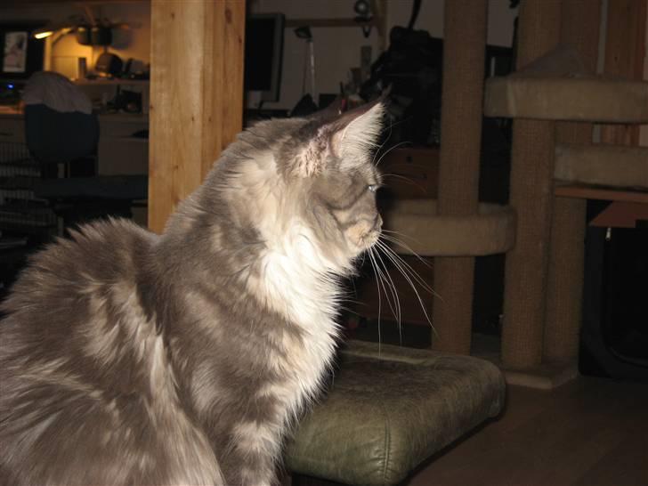 Maine Coon Efia billede 8