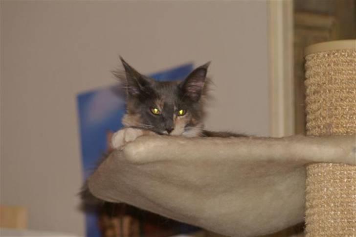 Maine Coon Efia billede 9