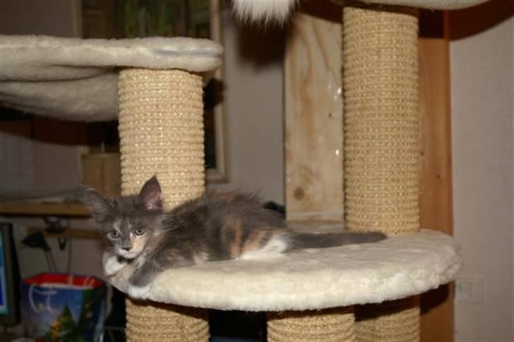 Maine Coon Efia billede 10