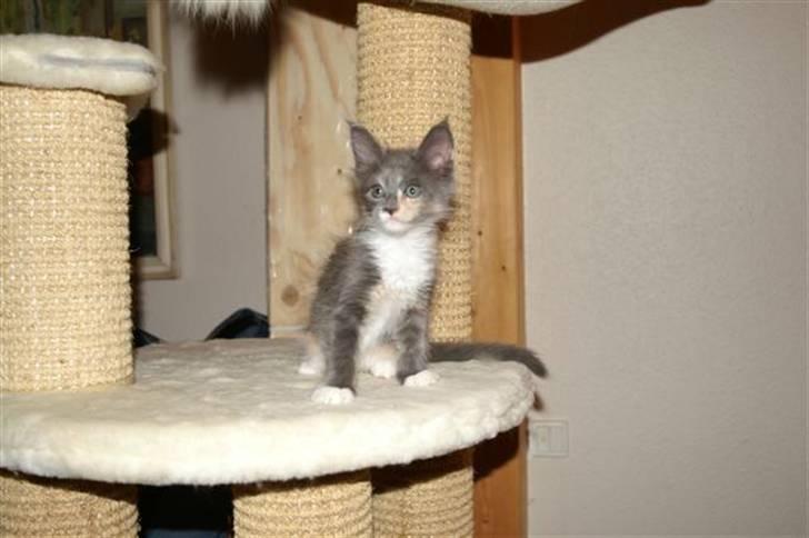 Maine Coon Efia billede 12