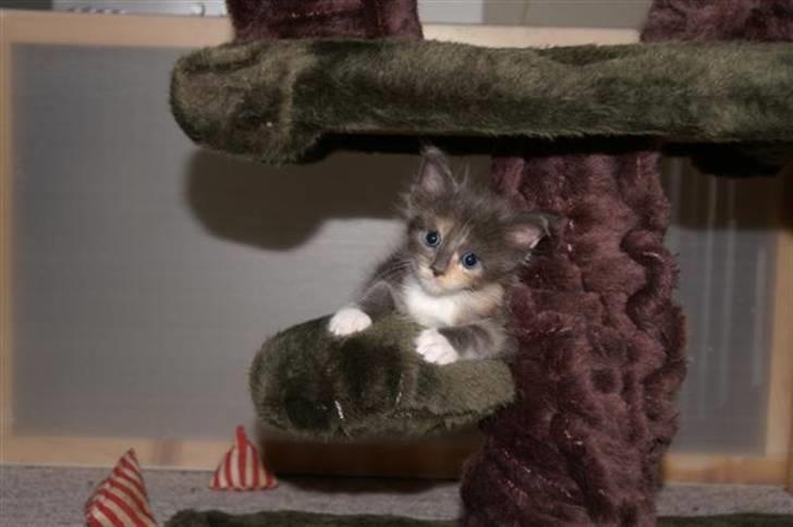 Maine Coon Efia billede 14