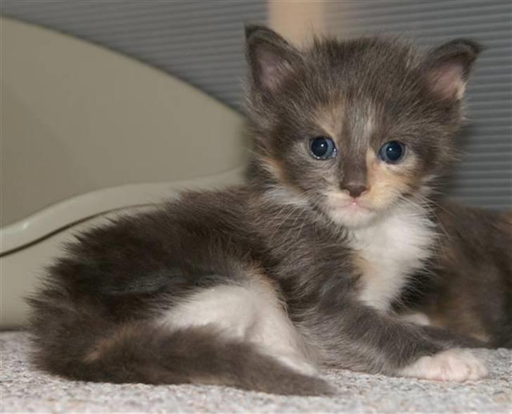 Maine Coon Efia billede 16