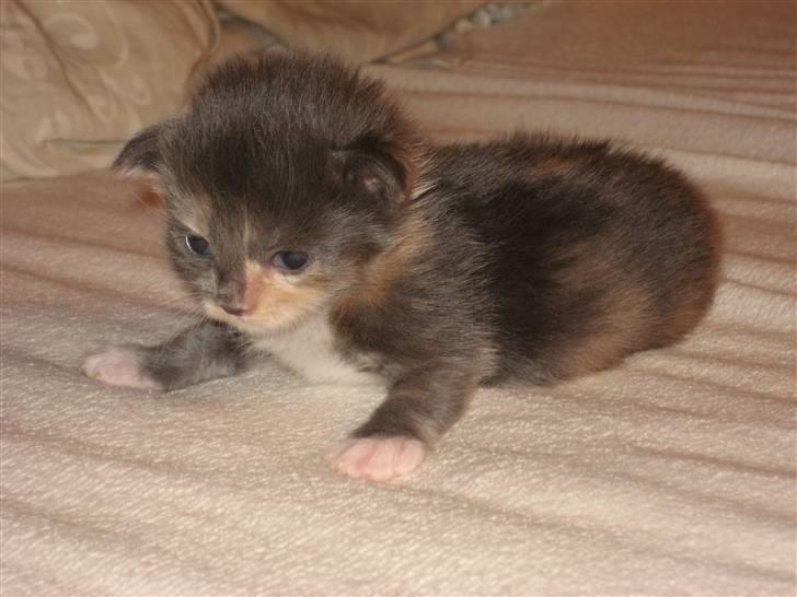 Maine Coon Efia billede 17