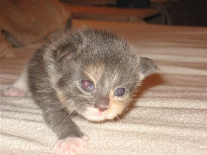 Maine Coon Efia billede 19