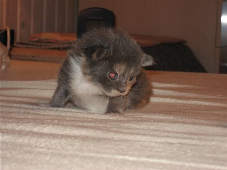 Maine Coon Efia billede 20