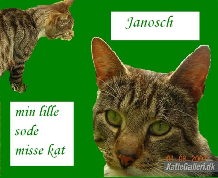 Huskat janosch billede 8