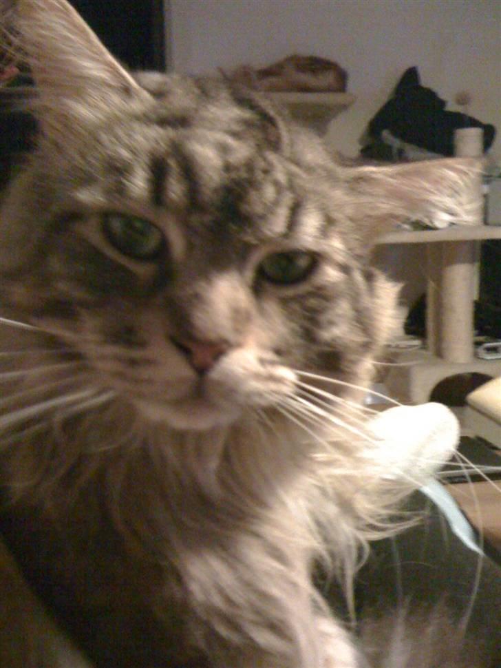 Maine Coon mercy - hejsa billede 4