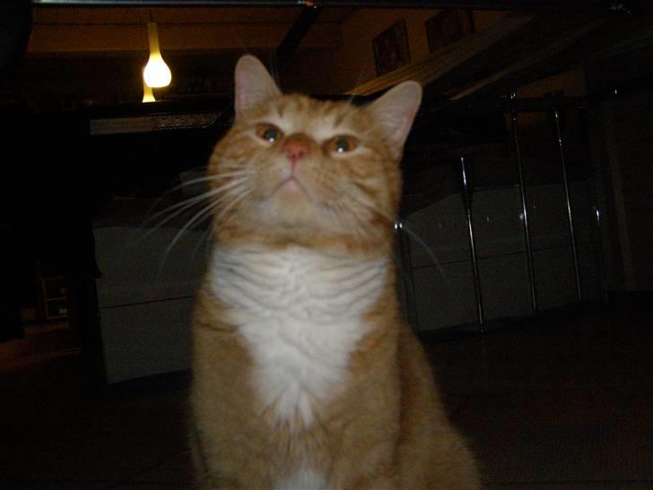 Blanding af racer Bandit billede 1