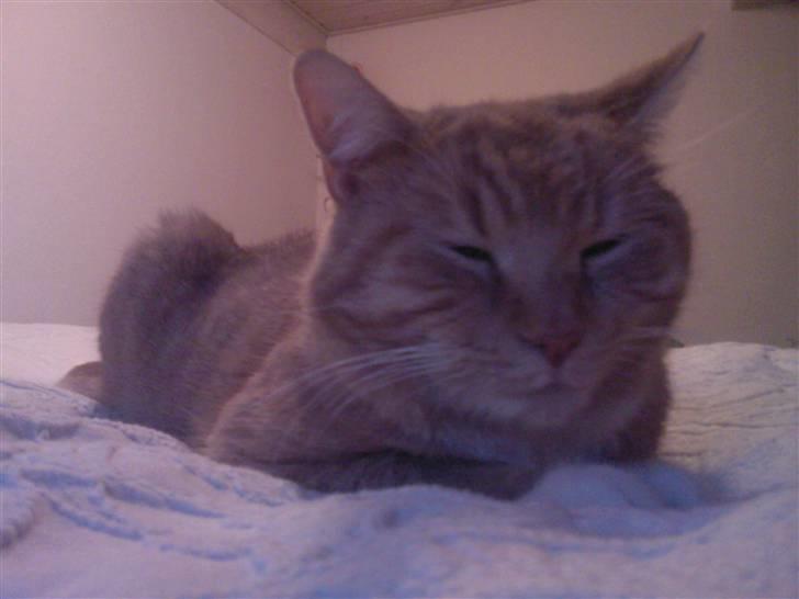 Blanding af racer Bandit billede 3