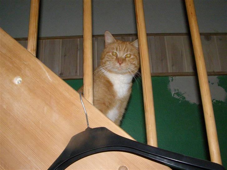 Blanding af racer Bandit billede 4