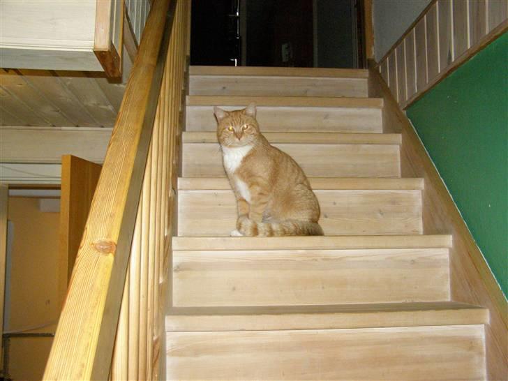 Blanding af racer Bandit billede 5