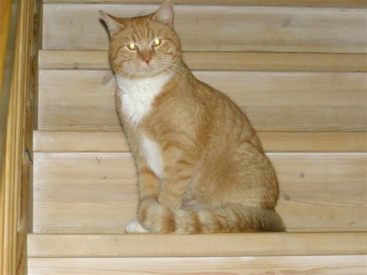 Blanding af racer Bandit billede 6