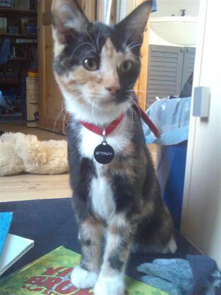 Blanding af racer Bette Ruth - Her er Bette Ruth 2 måneder gammel billede 1