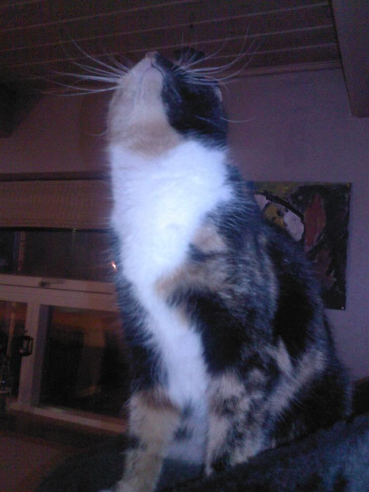 Blanding af racer Bette Ruth billede 2