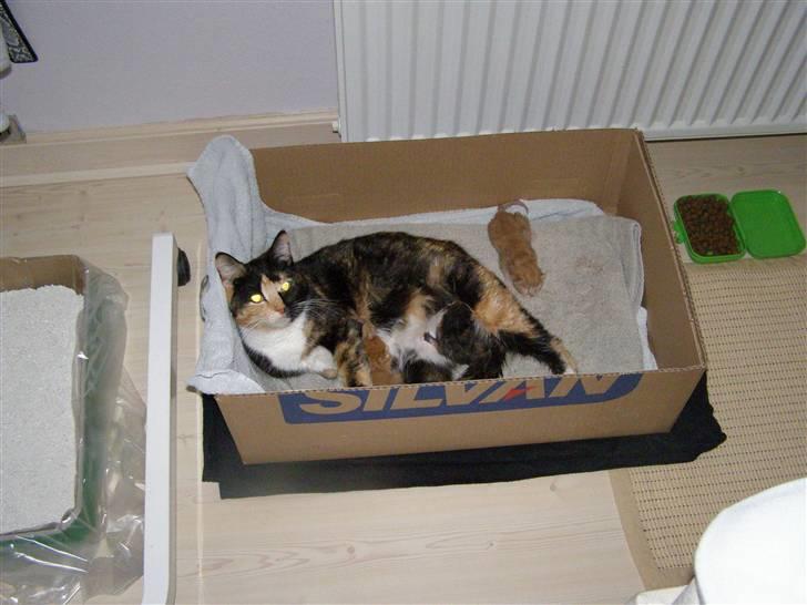 Blanding af racer Bette Ruth - Den stolte mor billede 3