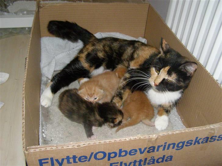 Blanding af racer Bette Ruth billede 4