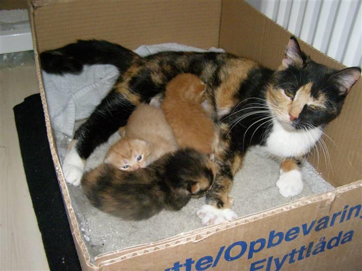 Blanding af racer Bette Ruth - Jeg ser mig lige omkring mor  billede 5