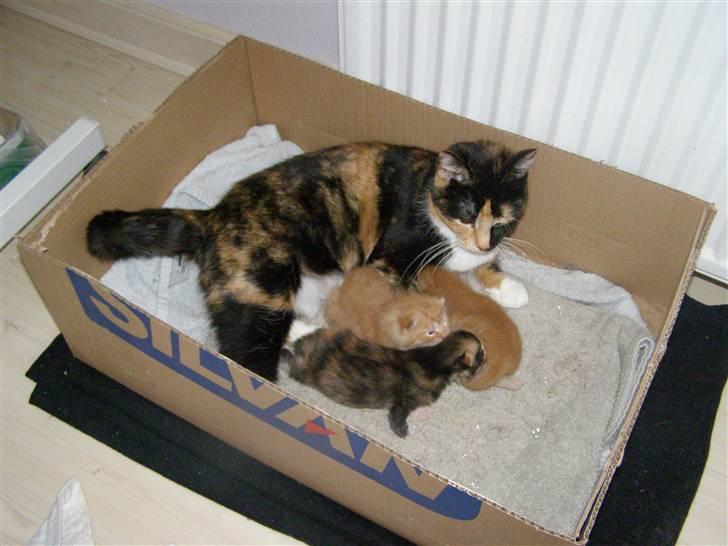 Blanding af racer Bette Ruth billede 6